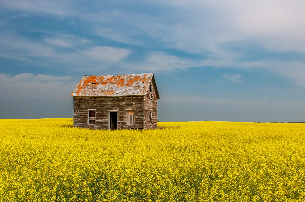 Abandoned homestead in a canola field, 2012