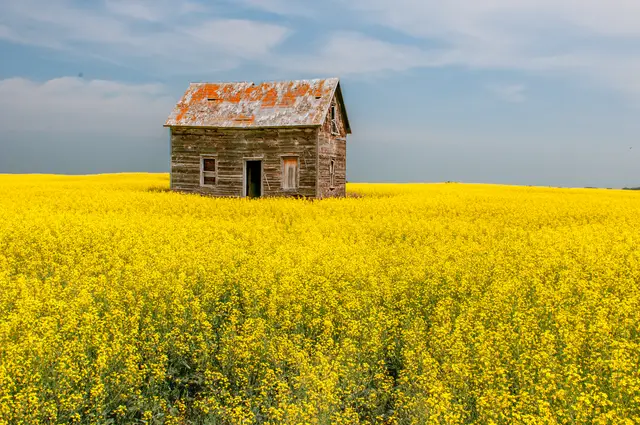 Old homestead in a canola field